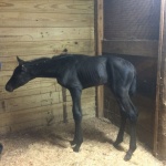 Filly out of Chipfaced (Owned by Vic & Libby Clark)